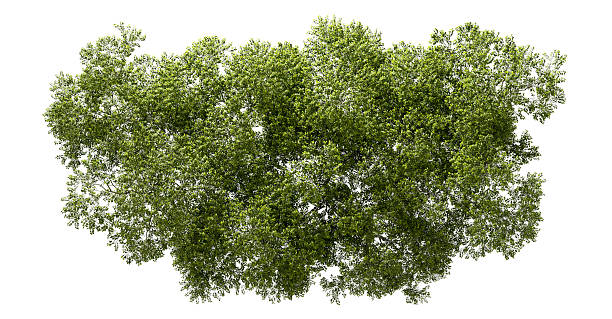 istock Aerial view greenery forest canopy landscaping on white backgrounds 3d render 2223480600