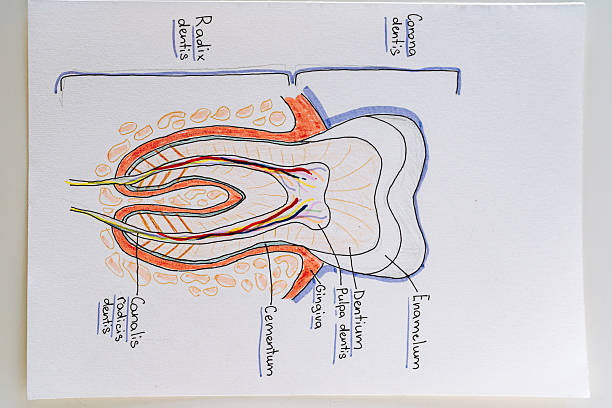 drawing human tooth with names in Latin script. tooth structure in section, blood vessels, drawing on paper graffiti