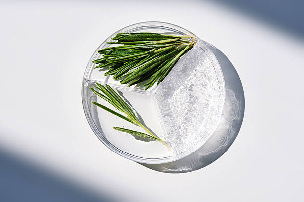 istock A three-section petri dish containing whey and rosemary sprigs. 2223481290