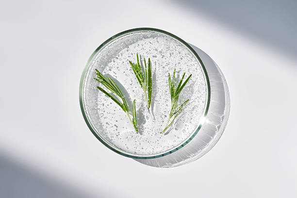 istock Rosemary sprigs in a whey texture in a petri dish. 2223481369
