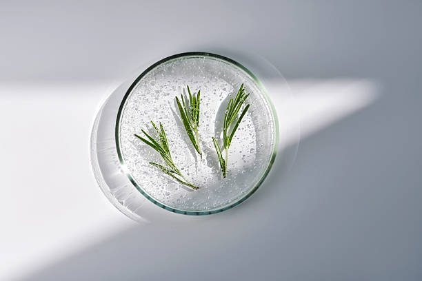 istock Rosemary sprigs in a whey texture in a petri dish. 2223481459