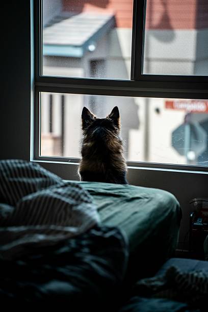 Cozy Morning: Dog Gazing Out Window in Sunlit Bedroom