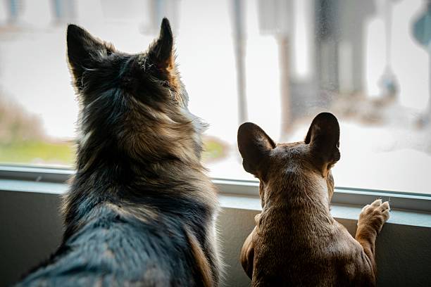 istock Cozy Companionship: Dogs Watching the World from a Window 2223482753