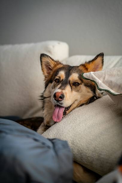 istock Cozy Dog Relaxing on Soft Cushions with Playful Expression 2223482763