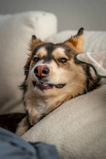 istock Charming Dog Relaxing on Cozy Sofa with Playful Expression 2223482767