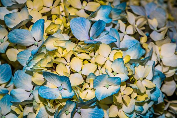 This captivating stock photo showcases a lush cluster of blue and yellow hydrangea flowers, exuding a sense of freshness and tranquility. The vibrant colors and delicate petals create a harmonious blend, perfect for floral arrangements, home decor, or garden-themed projects. The soft lighting enhances the natural beauty, making it ideal for use in advertising, greeting cards, or as a background in digital designs. Targeted at florists, designers, and nature enthusiasts, this image embodies elega