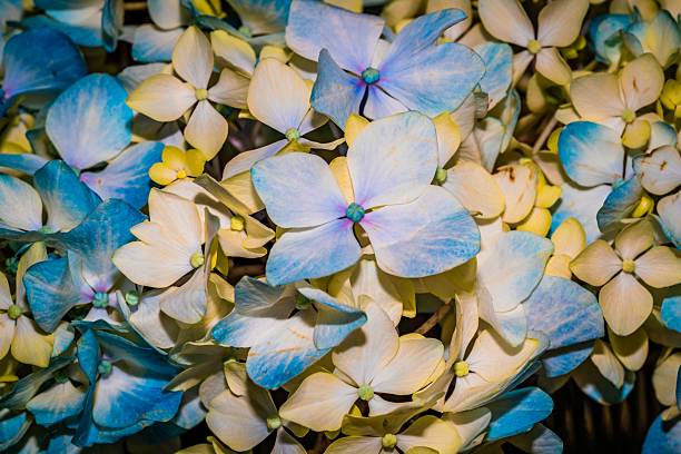 istock Vibrant Blue and Yellow Hydrangea Flowers in Full Bloom 2223482785