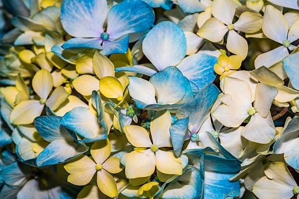 This captivating image showcases a cluster of blue and yellow hydrangea flowers, exuding a sense of tranquility and natural beauty. The vivid colors and intricate petal details create a visually striking composition, perfect for floral enthusiasts, garden-themed projects, or home decor. The soft lighting enhances the delicate textures, making it ideal for use in greeting cards, botanical illustrations, or as a calming visual for wellness brands. The harmonious blend of colors evokes feelings of