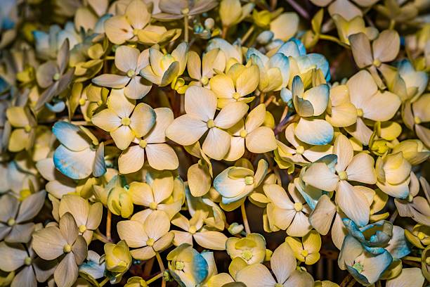 Vibrant Yellow Hydrangea Blooms for Floral and Nature-Themed Projects