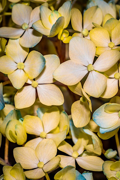 istock Vibrant Yellow Hydrangea Blossoms in Soft Natural Light 2223482792