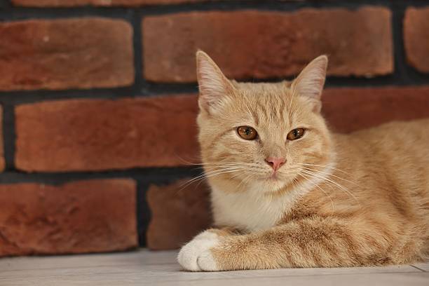 istock Cute ginger cat lying on floor near brick wall at home, space for text 2223482950