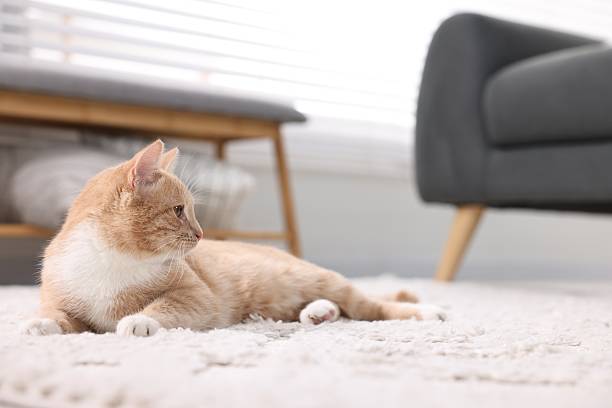 istock Cute ginger cat lying on floor at home, space for text 2223482973