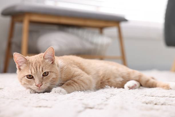 istock Cute ginger cat lying on floor at home 2223482996