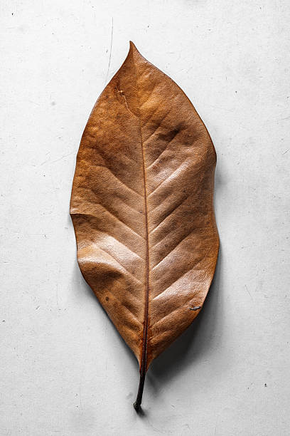 Close-Up of a Dry Leaf on a Neutral Background