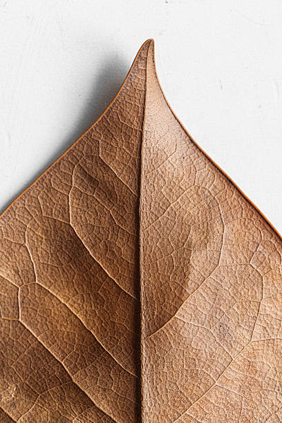 Detailed view of a brown, dried leaf featuring intricate textures and veins. The natural composition highlights the leaf's organic design, contrasting against a plain backdrop