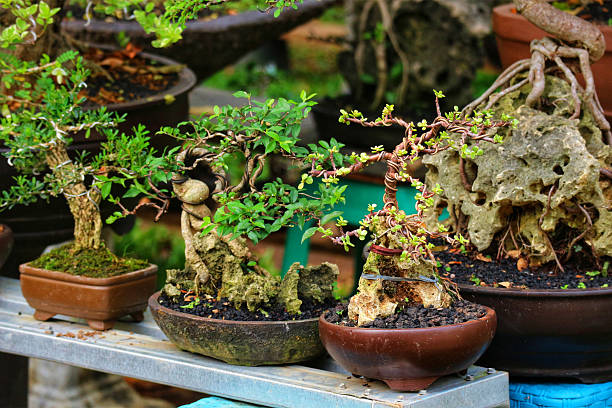 istock A captivating display of meticulously crafted bonsai trees, 2223486255