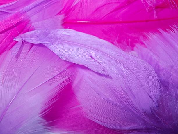 istock Soft delicate background with colorful feathers, purple and pink 2223486344
