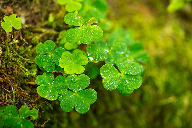 Vibrant green wood sorrel leaves resting on a soft moss base, showcasing nature's detail and freshness