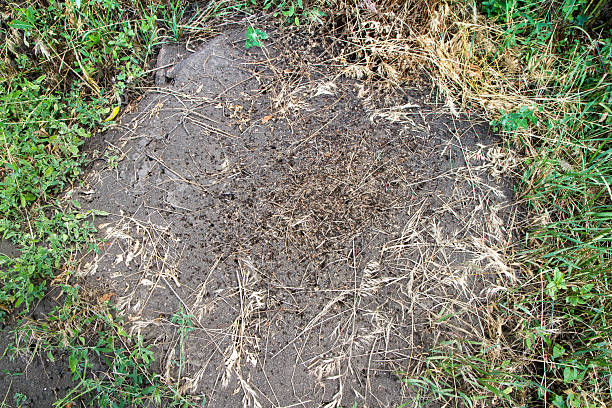 A large forest anthill in the wild. Ants in their natural habitat.