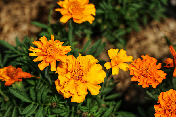 istock Golden hour sunlight bathes these gorgeous orange roses 2223486942