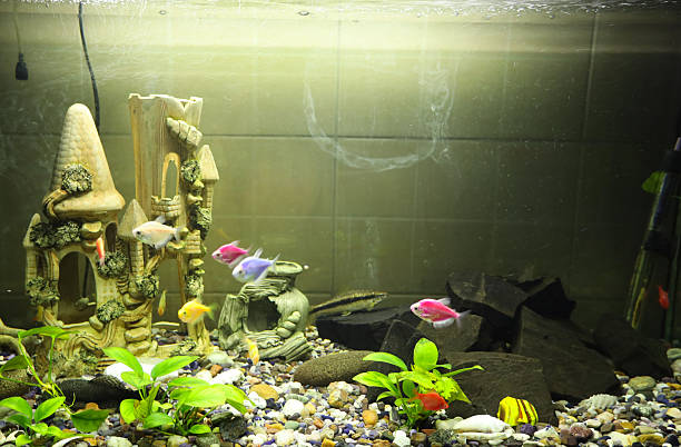 A vibrant aquarium with castle decorations and colorful fish creates a cozy underwater scene. This is an ideal example of a home hobby and animal care.