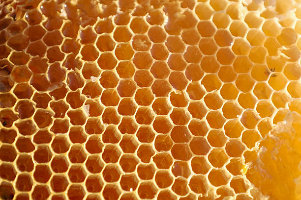Honeycombs filled with golden honey form a perfect hexagonal pattern. This macro shot showcases the natural perfection and richness of beekeeping.