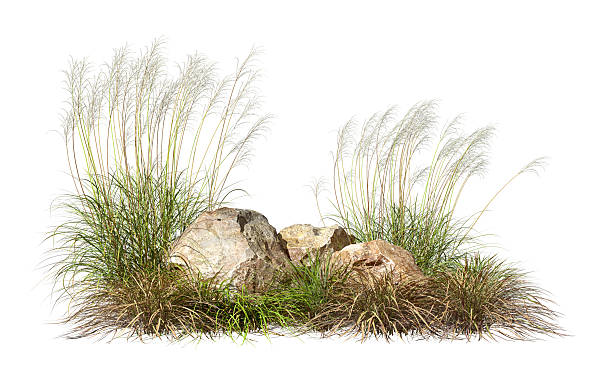 istock Grass field and rocks savanna landscape clipart on white backgrounds 3d render 2223488503