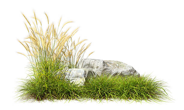 istock Long grass and rock scenery clipart on white backgrounds 3d render 2223488506