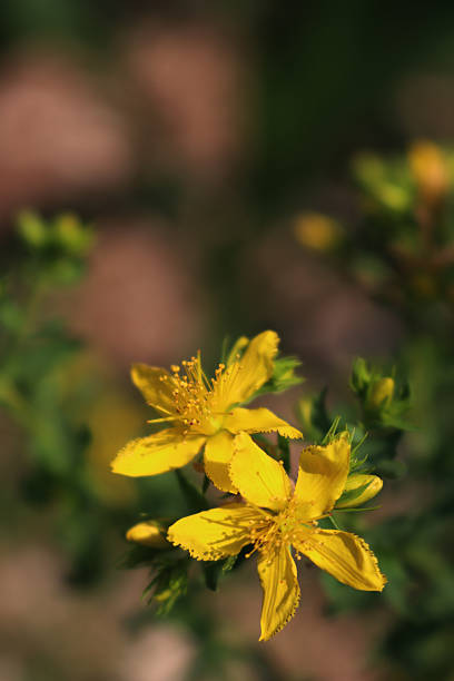 Aaron's Beard, Rose of Sharon, St. Johns-wort - Hypericum olympicum - Kazdağı National Park