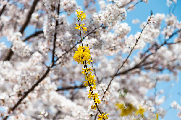 spring flower