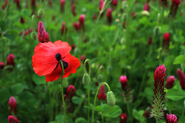 Crimson clover field in bloom with many red poppies . Trifolium incarnatum field on springtime season