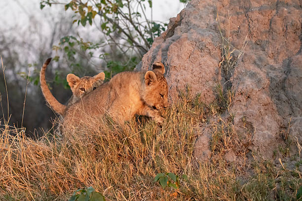 In this adorable scene, several lion cubs are playfully frolicking with each other, their tiny paws and wagging tails creating a lively, joyful atmosphere. Nearby, the lioness watches attentively, keeping a caring eye on her playful youngsters, ready to step in if needed. It’s a tender moment of innocence and maternal protection.