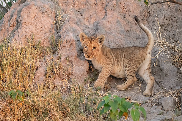 istock Lion cubs playing with their mother nearby 2223491799