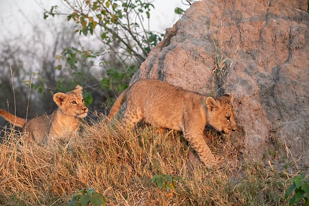 istock Lion cubs playing with their mother nearby 2223491801