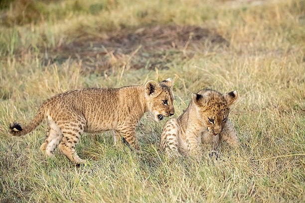 istock Lion cubs playing with their mother nearby 2223491835