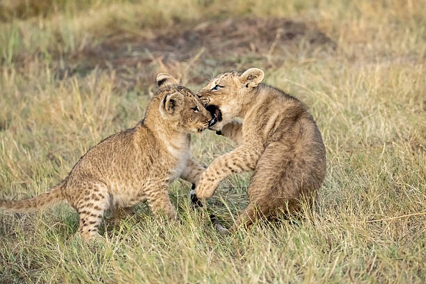 istock Lion cubs playing with their mother nearby 2223491848