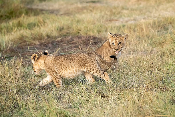 istock Lion cubs playing with their mother nearby 2223491857