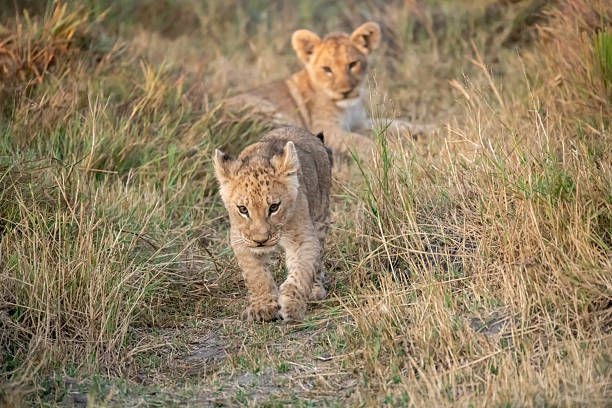 istock Lion cubs playing with their mother nearby 2223491869