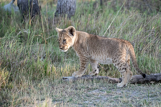 istock Lion cubs playing with their mother nearby 2223491919