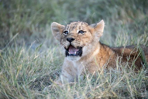 istock Lion cubs playing with their mother nearby 2223491928