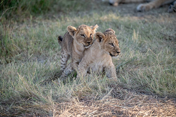 istock Lion cubs playing with their mother nearby 2223491939