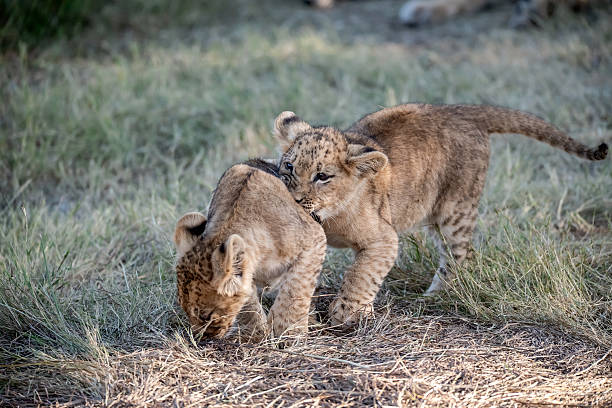 istock Lion cubs playing with their mother nearby 2223491960