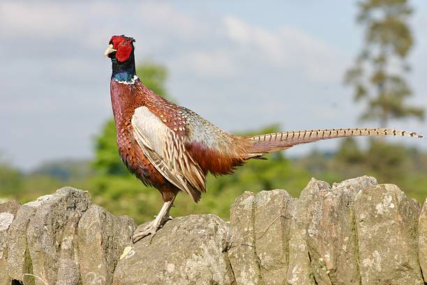 istock Pheasant sitting on a dry stone wall in the countryside in bright sunlight 2223493290