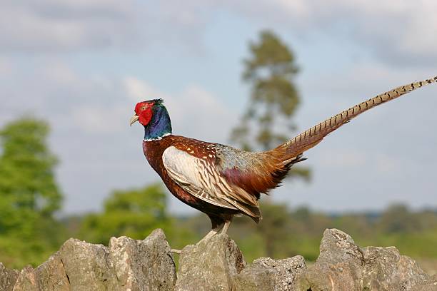 Pheasant sitting on a dry stone wall in the countryside in bright sunlight