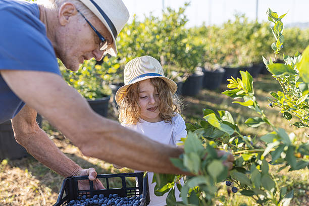 istock Family Picking Fresh Organic Blueberries 2223493492