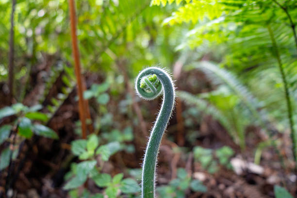 Fern leaves and buds of fern leaves with green succulent fronds macro shot fern macro view of background.