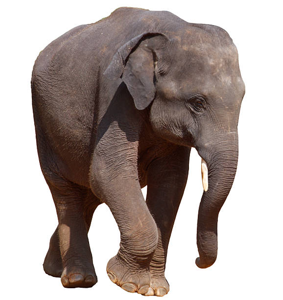 istock A large elephant is walking across a white background 2223494605