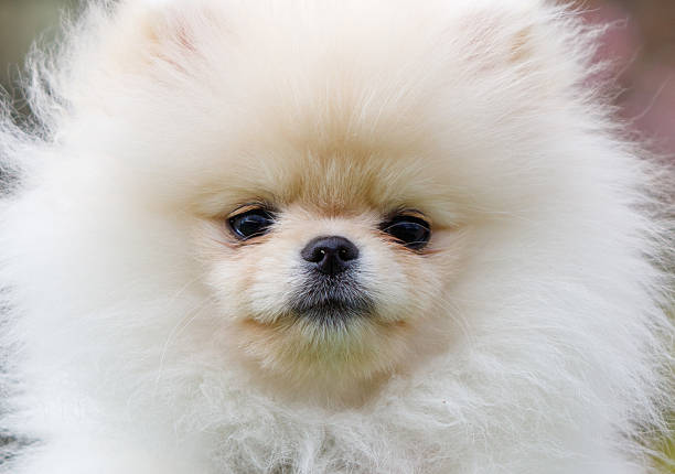 A cute white pomeranian puppy with a fluffy coat. The puppy has a curious expression on its face