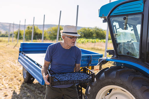 Photo of senior farmer with fresh blueberry harvest.