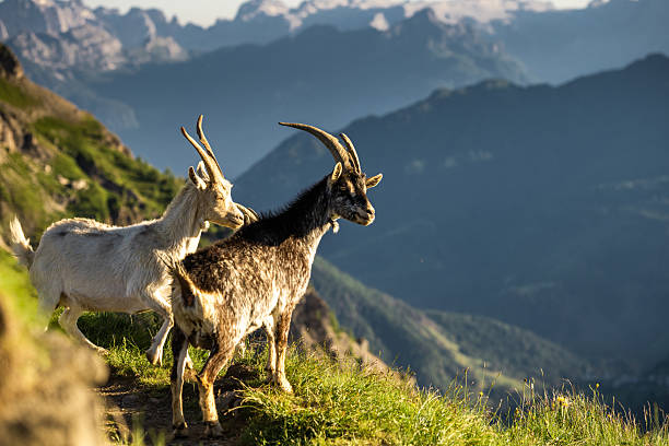 Alpine ibex silhouetted against sunset sky in Dolomites mountains.